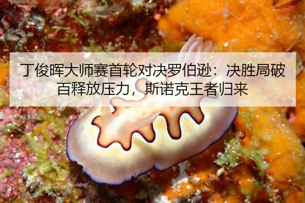 ding-jun-hui-da-shi-sai-shou-lun-dui-jue-luo-bo-xun-jue-sheng-ju-po-bai-shi-fang-ya-li-si-nuo-ke-wang-zhe-gui-lai-2-964.jpg
