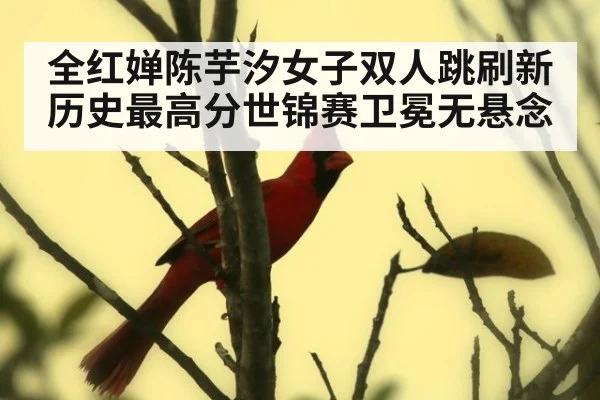 全红婵陈芋汐女子双人跳刷新历史最高分世锦赛卫冕无悬念